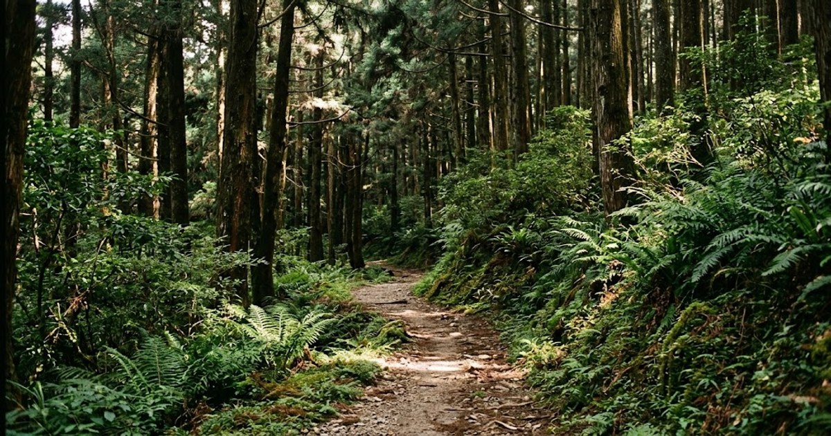八仙山園區內的森林步道與高聳林木