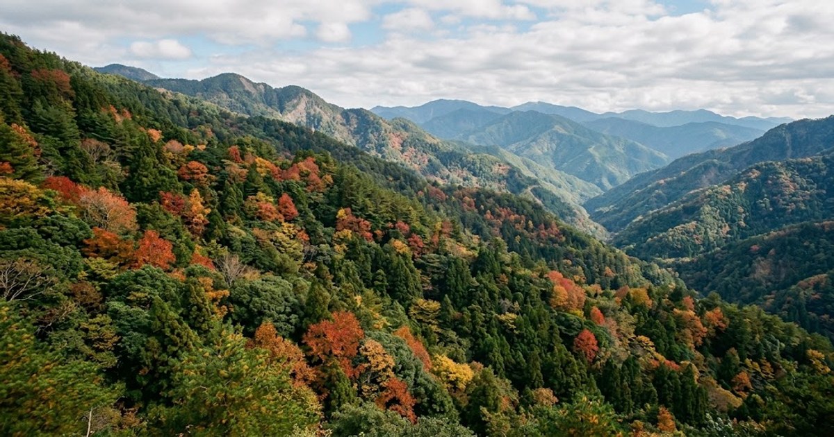 八仙山山區秋日楓紅與常綠森林交織的景色