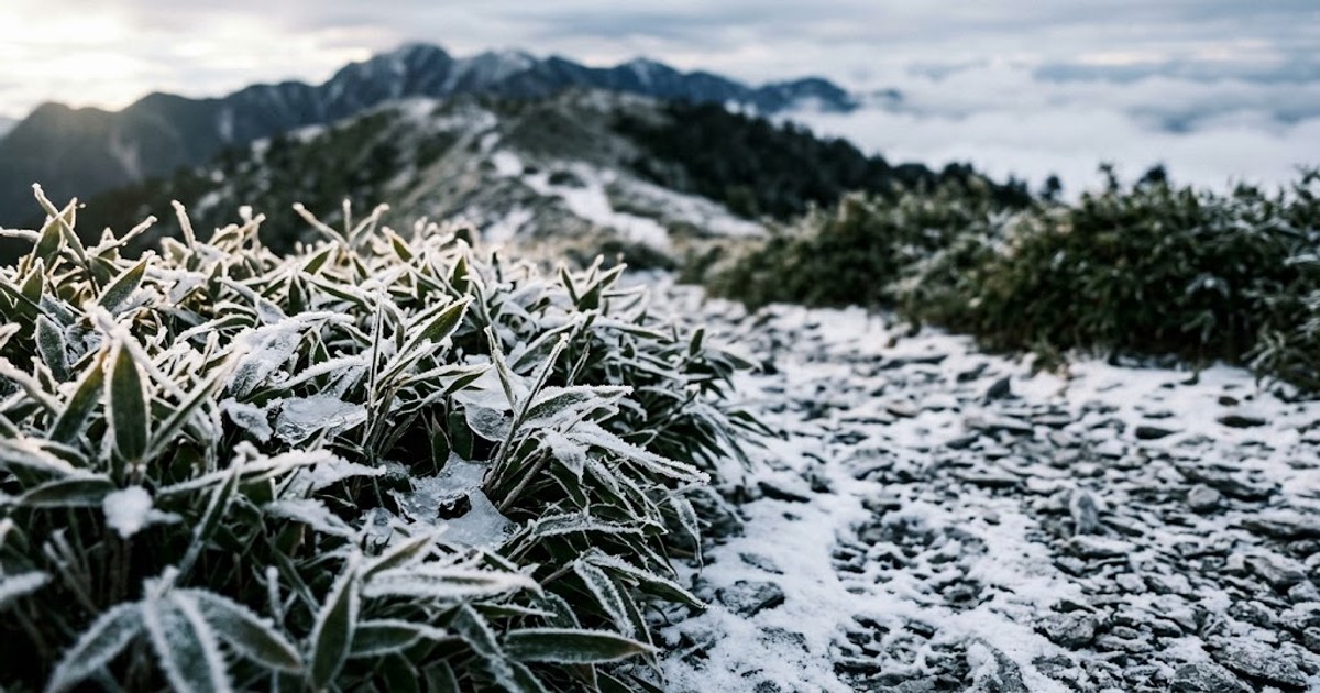 高山箭竹草原葉片上的白霜與薄雪特寫