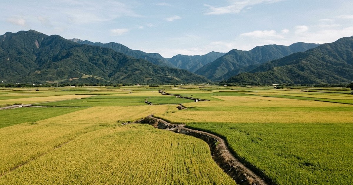 花蓮海岸山脈與縱谷稻田風景