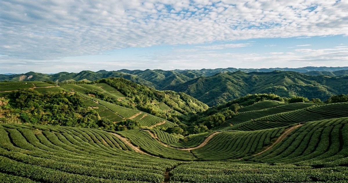 雲林丘陵與茶園遠景