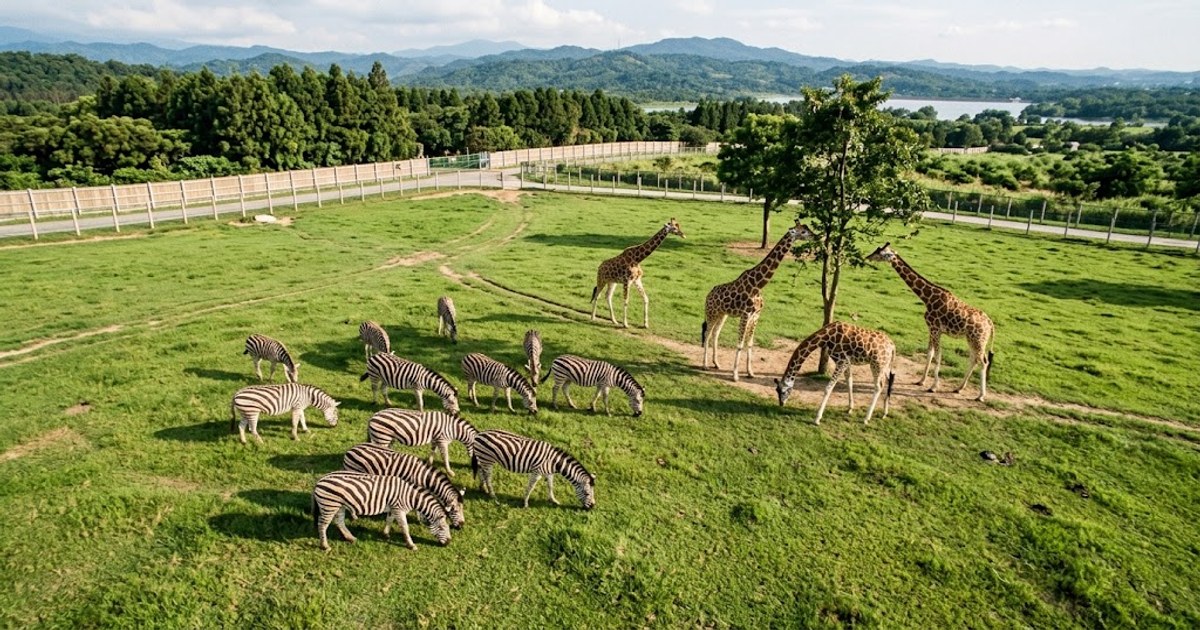 野生動物園區草原與動物