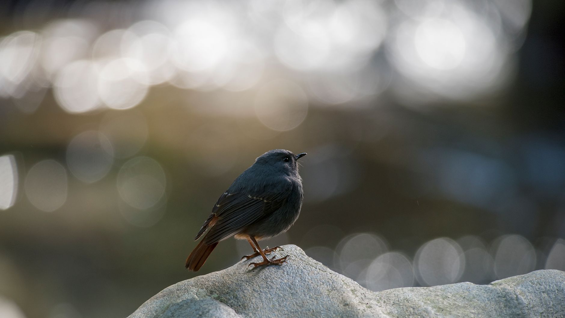 龍鑾潭水鳥棲息