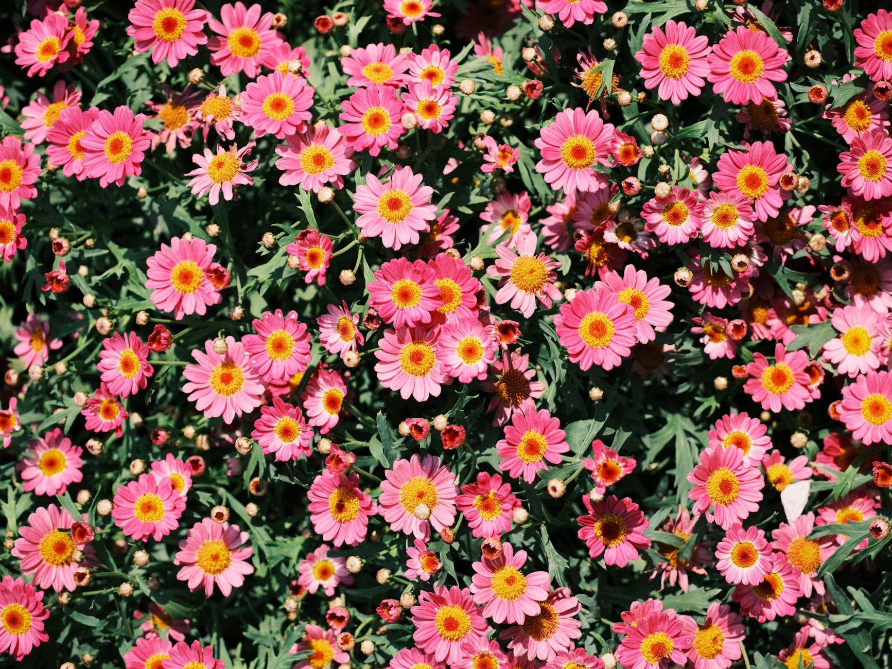 花東海岸