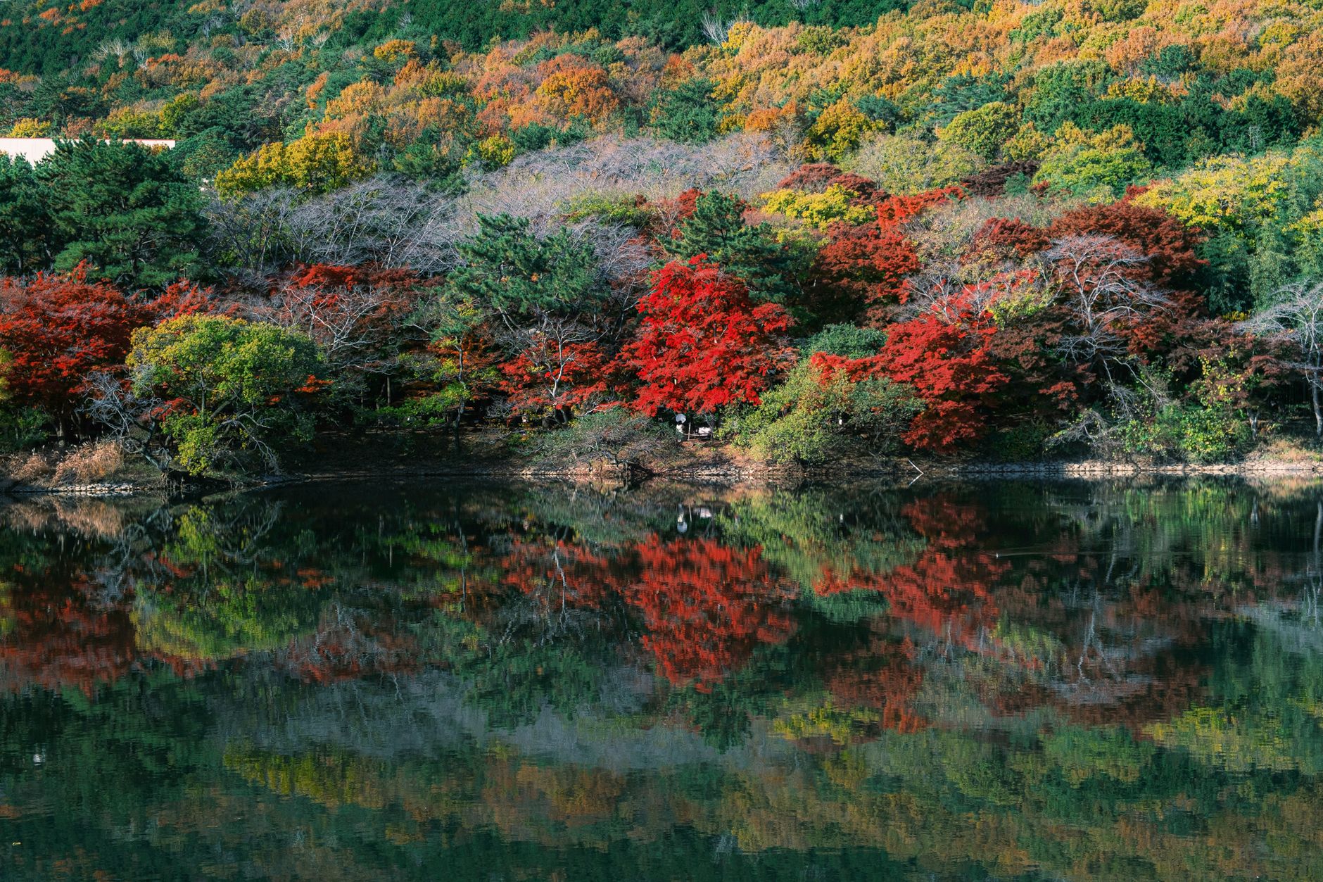 阿里山對高岳步道秋色