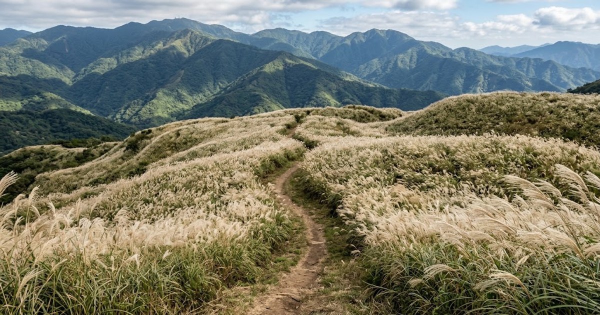 秋日芒草隨風搖曳的台灣山丘風景