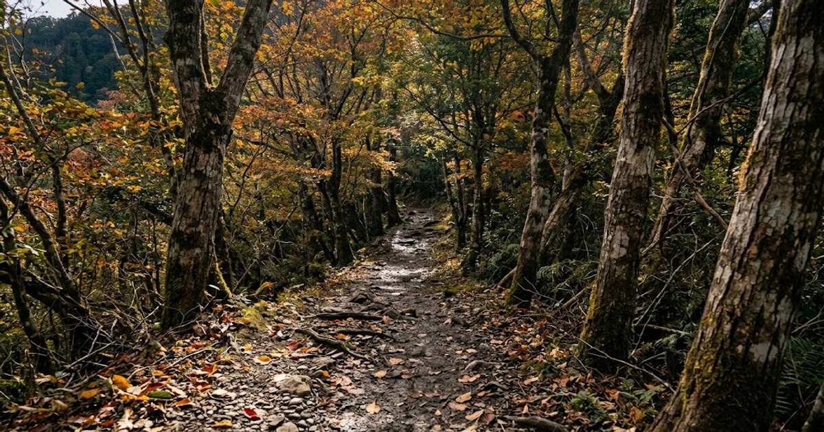 台灣山區秋季森林步道，十月連假賞楓與登山的好選擇