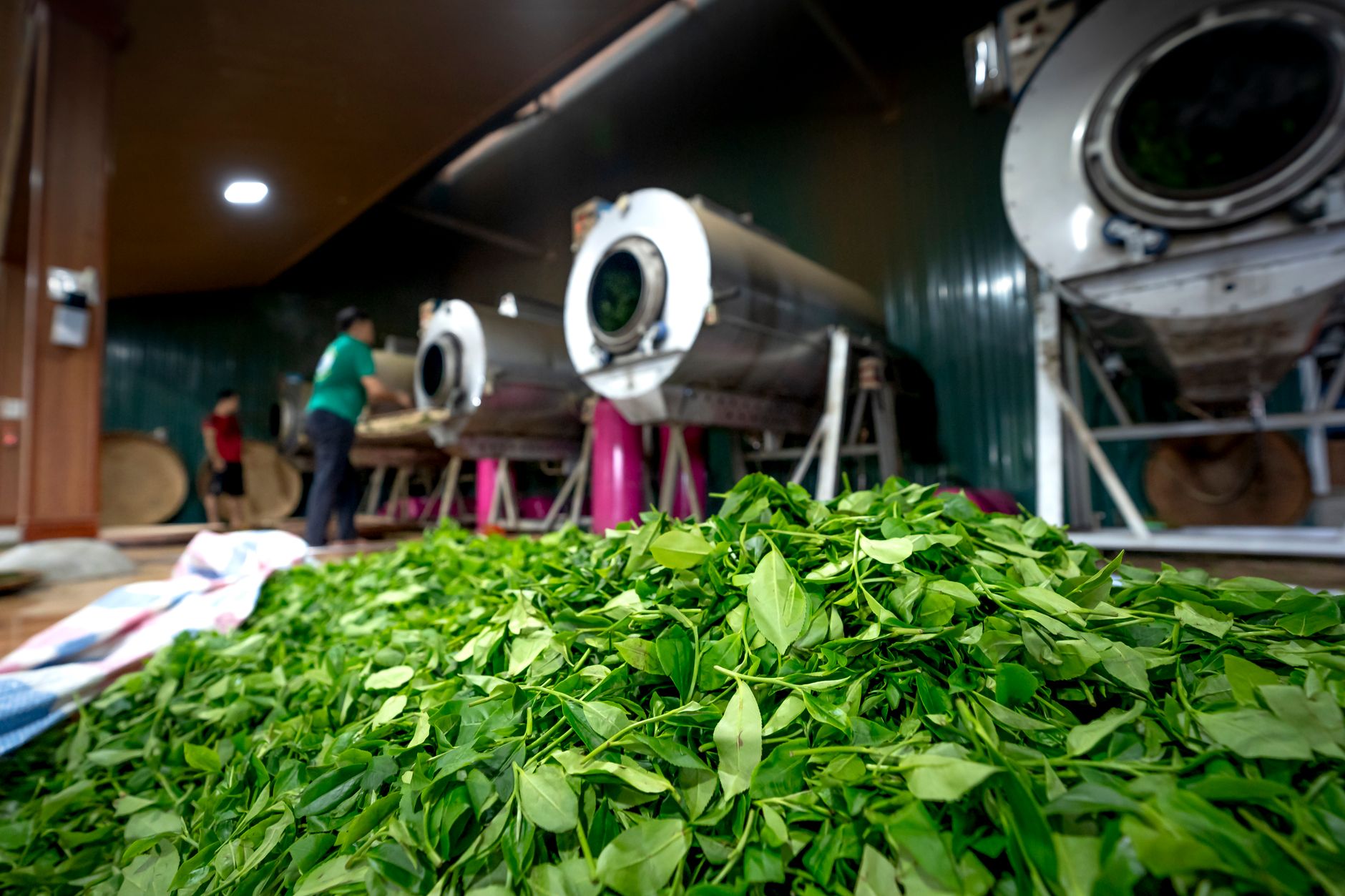 阿里山高山烏龍茶園採摘一心二葉