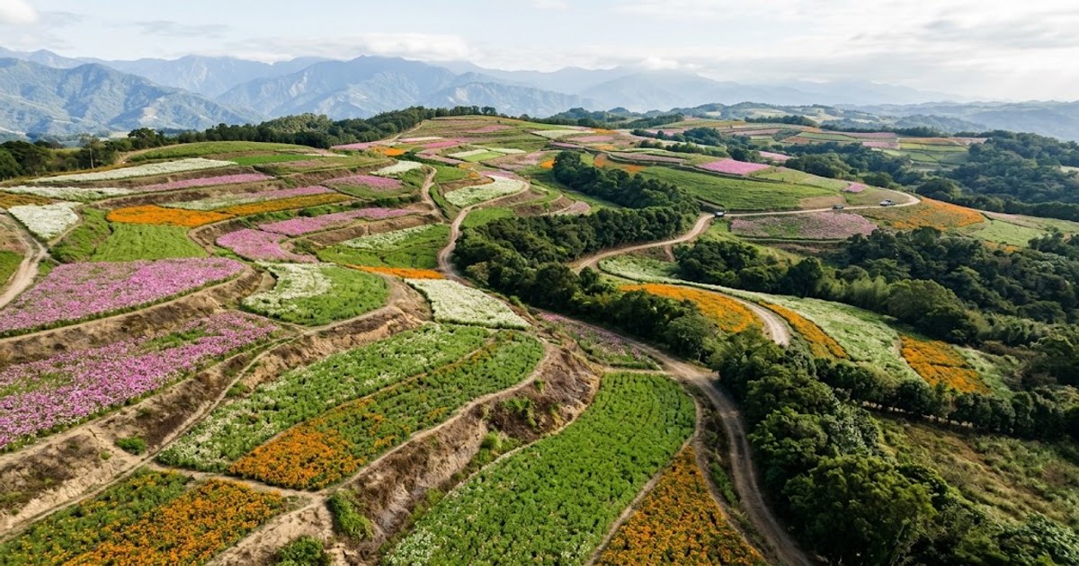 丘陵花田的拼布色塊與蜿蜒產業道路