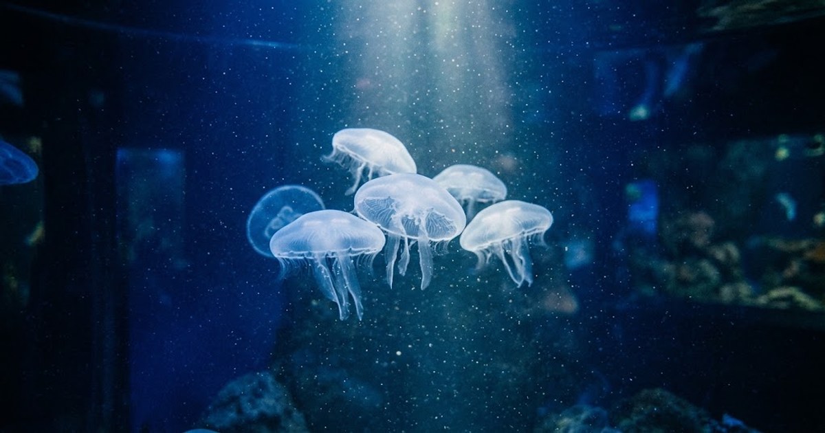 水族館水母展示缸